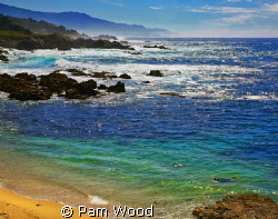SEA LION AT CYPRESS PT. LOOKOUT
I found this beautiful o... by Pam Wood 